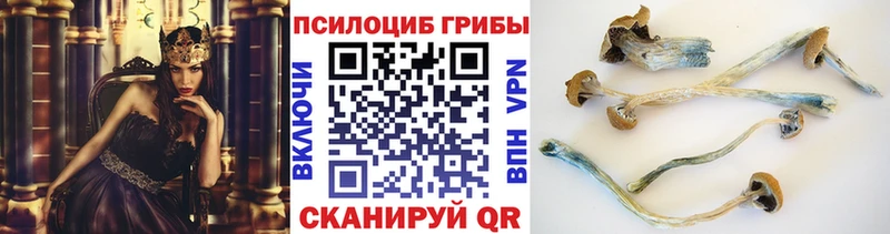 Галлюциногенные грибы Psilocybe  Купить где  Кудымкар 